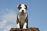 AMSTAFF  PUPPIES 112